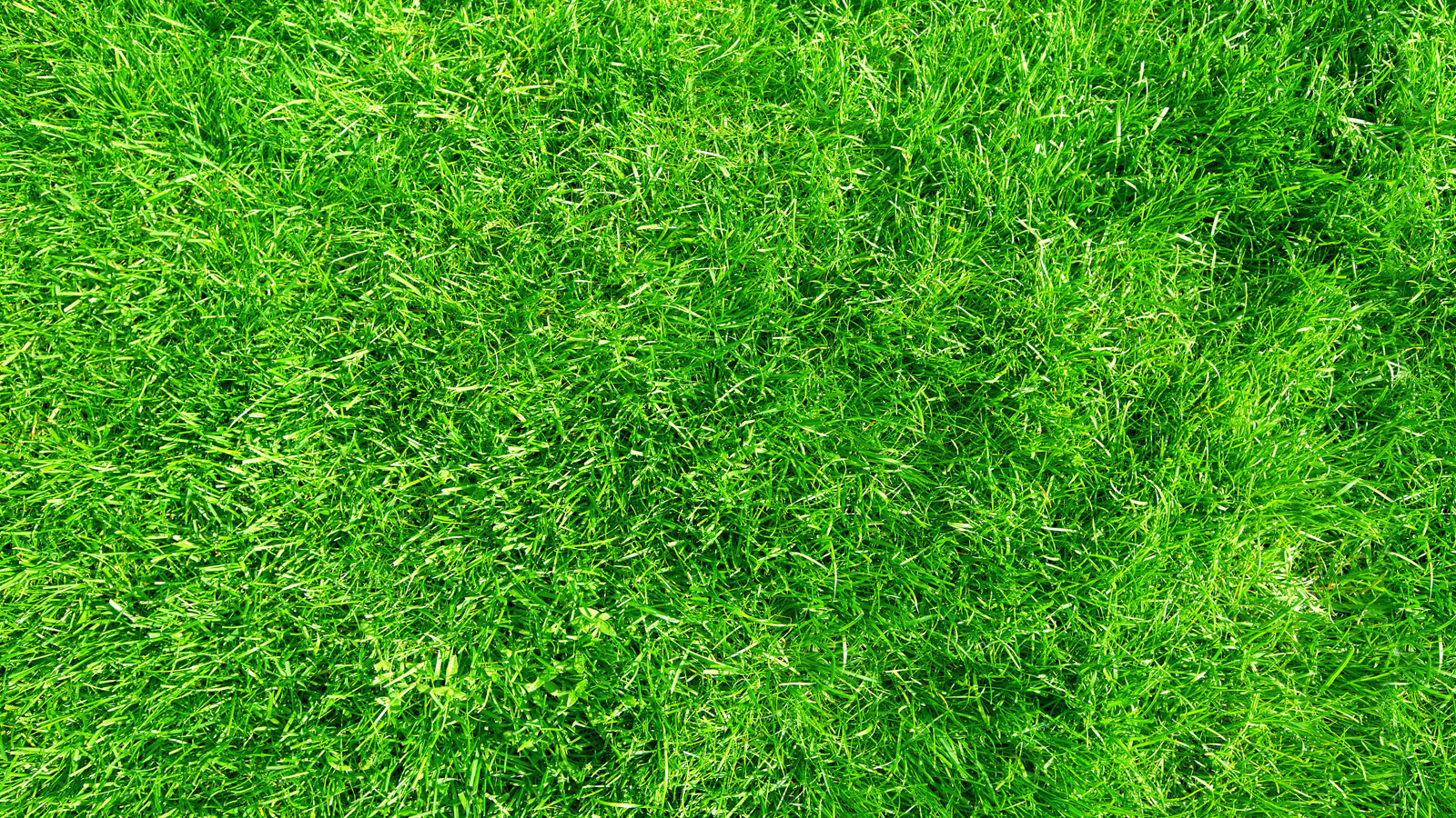 Photo gallery background image.