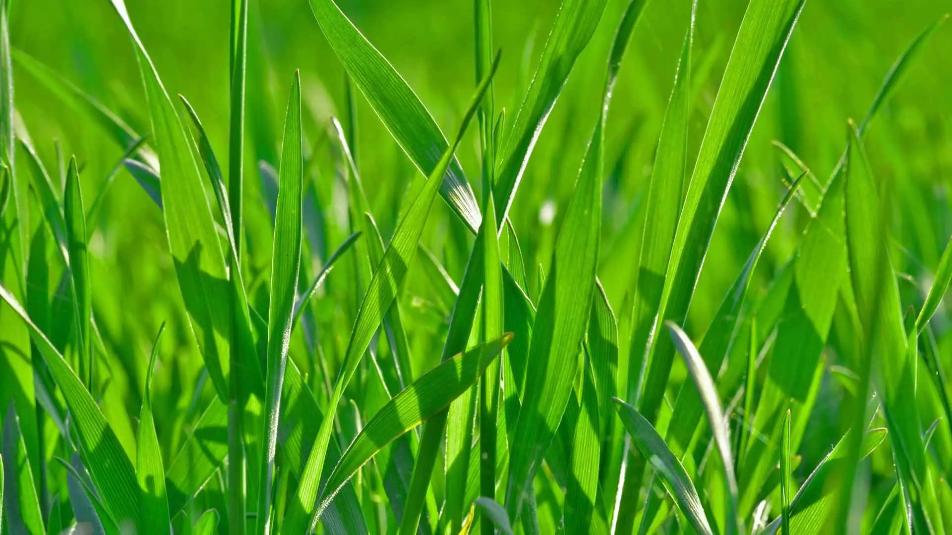 Close up of grass.